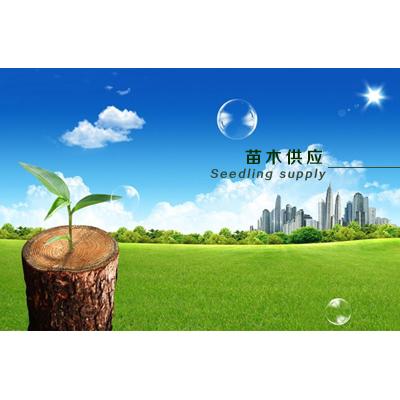 苗木供应